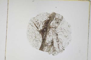 Plane Polarized, S4272/A