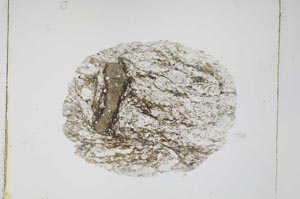 Plane Polarized, S4272/B