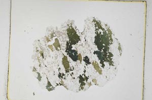 Plane Polarized, S4279/A