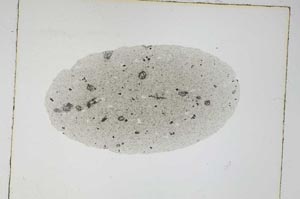 Plane Polarized, S4295