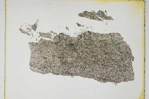 Plane Polarized, S4324