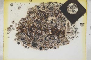 Plane Polarized, S4328