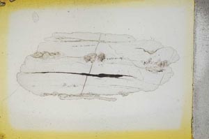 Plane Polarized, S4338