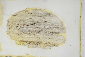 Plane Polarized, S4343