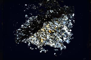 Cross Polarized, S4347/a