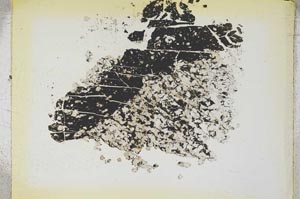 Plane Polarized, S4347/a