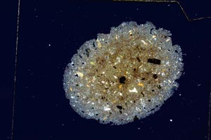 Cross Polarized, S4354