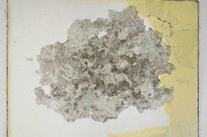 Plane Polarized, S4368