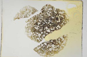 Plane Polarized, S4373