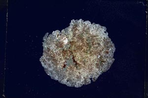 Cross Polarized, S4395
