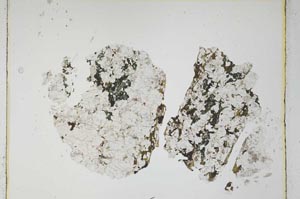 Plane Polarized, S4457