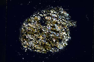 Cross Polarized, S4476