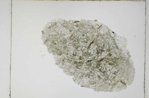 Plane Polarized, S4486