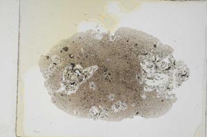 Plane Polarized, S4520