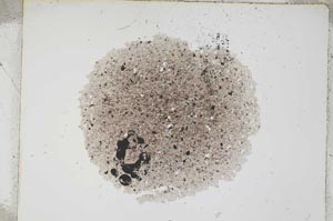 Plane Polarized, S4521