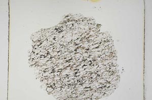 Plane Polarized, S4536