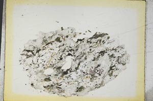Plane Polarized, S4542