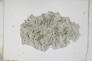 Plane Polarized, S4546