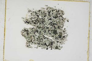 Plane Polarized, S4604