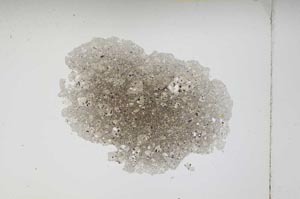 Plane Polarized, S4607