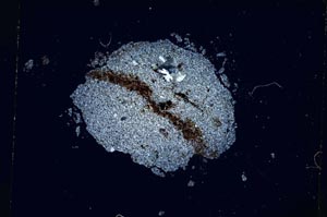 Cross Polarized, S4613