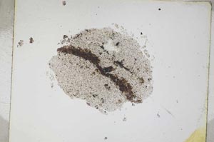 Plane Polarized, S4613