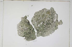 Plane Polarized, S4645