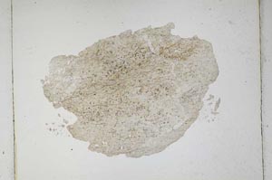 Plane Polarized, S4715