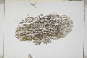 Plane Polarized, S4767