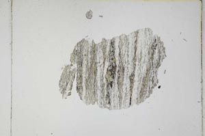 Plane Polarized, S4769