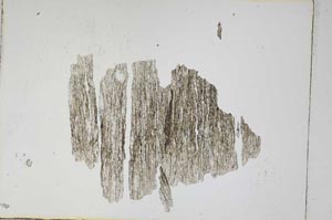 Plane Polarized, S4770