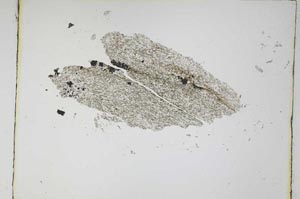 Plane Polarized, S4771