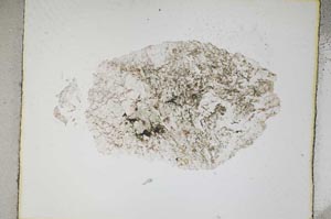 Plane Polarized, S4778