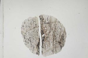 Plane Polarized, S4798