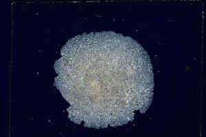 Cross Polarized, S4808