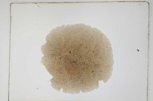 Plane Polarized, S4808