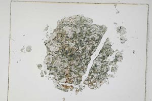 Plane Polarized, S4836