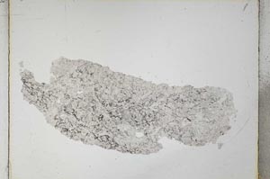 Plane Polarized, S4841