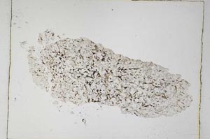 Plane Polarized, S4849