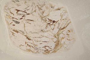 Plane Polarized, S4851