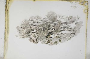 Plane Polarized, S4862