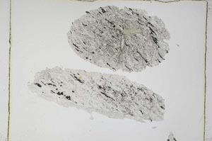 Plane Polarized, S4867