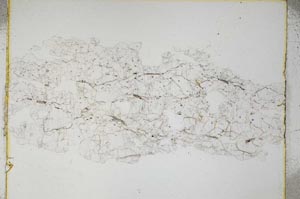 Plane Polarized, S4882