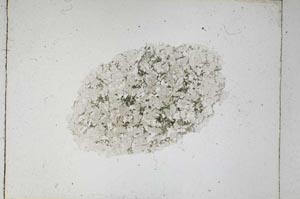 Plane Polarized, S4898