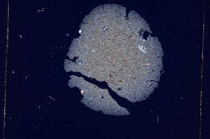 Cross Polarized, S4901