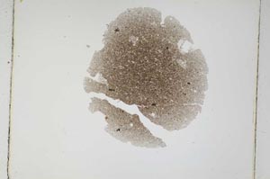 Plane Polarized, S4901