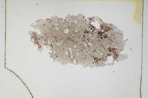 Plane Polarized, S4903