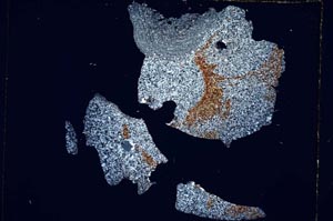 Cross Polarized, S4904