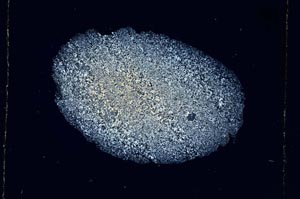 Cross Polarized, S4905