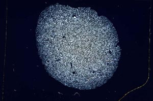 Cross Polarized, S4906